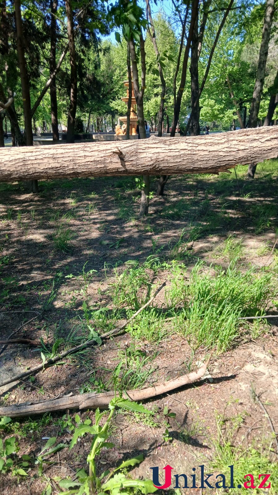 Mingəçevirdə külək ağacları aşırdı - FOTOLAR